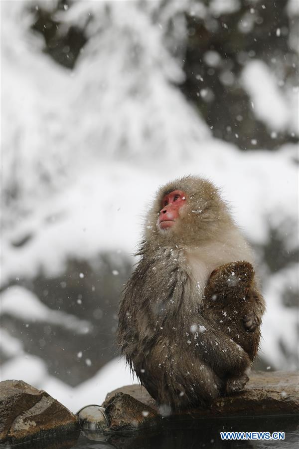 XINHUA PHOTOS OF THE DAY