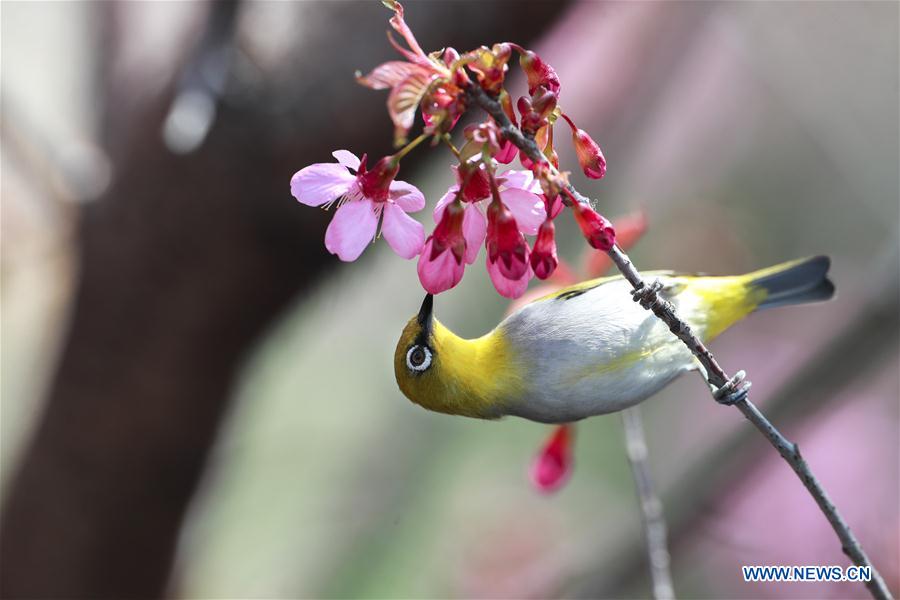 CHINA-GUIZHOU-GUIYANG-WHITE-EYE-BIRD (CN)