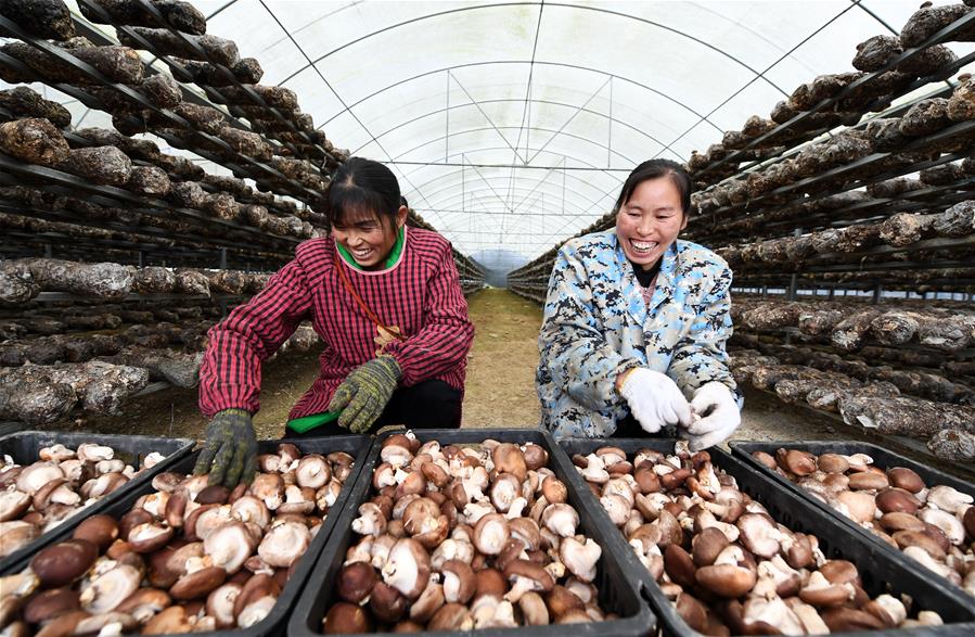 CHINA-GUIZHOU-TONGREN-ORGANIC AGRICULTURE (CN)