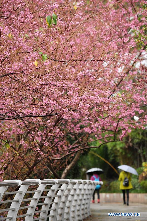 CHINA-GUIZHOU-GUIYANG-FLOWERS (CN)