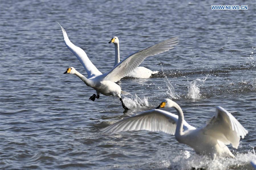 CHINA-SHANDONG-RONGCHENG-WHOOPER SWANS (CN)