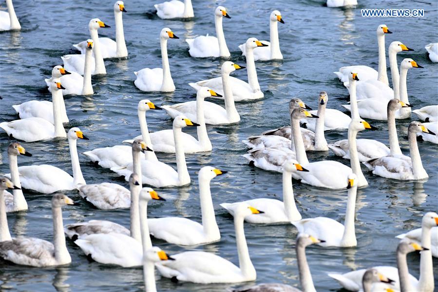 CHINA-SHANDONG-RONGCHENG-WHOOPER SWANS (CN)