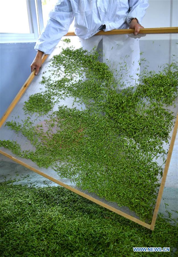 #CHINA-HUBEI-ENSHI-SPRING TEA-PRODUCTION (CN)