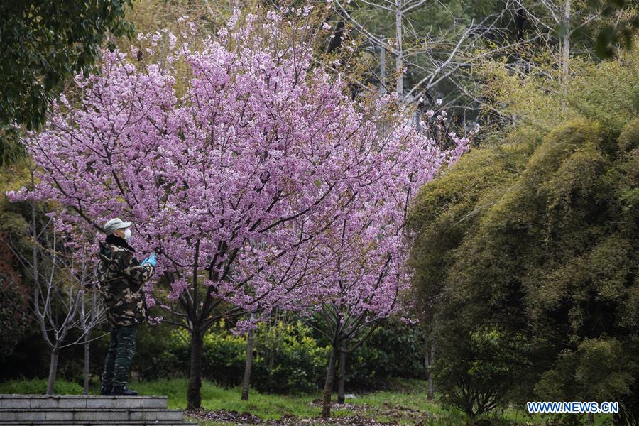 CHINA-WUHAN-CHERRY BLOSSOMS (CN)