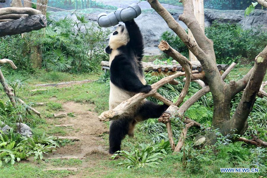 CHINA-MACAO-GIANT PANDAS-BIRTHDAY (CN)