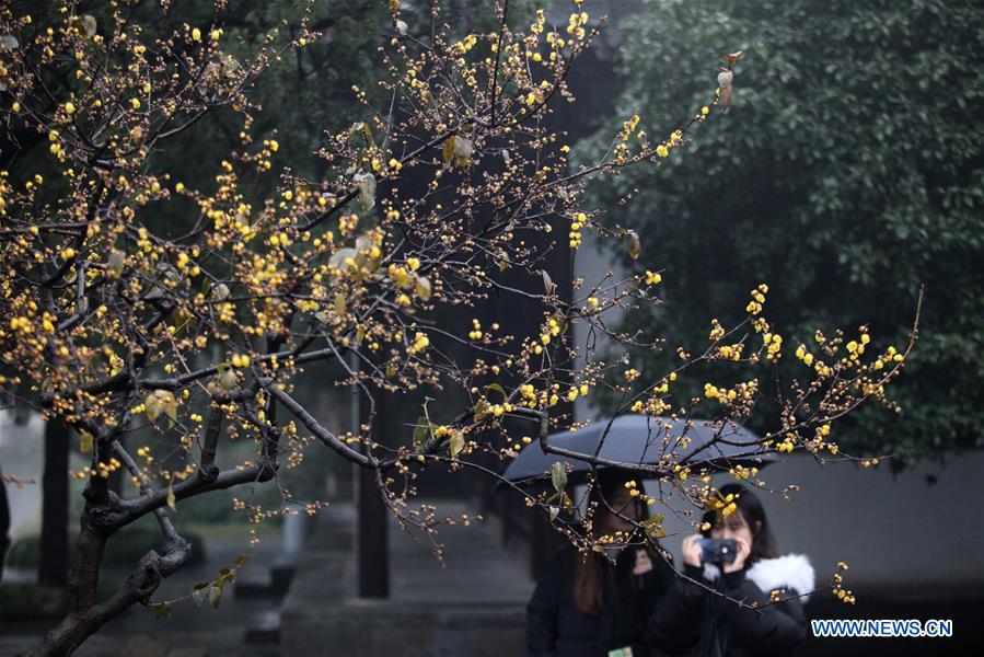 #CHINA-WINTERSWEET BLOSSOMS (CN)