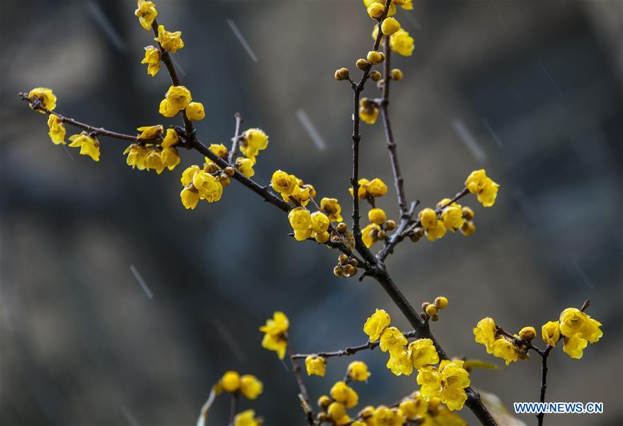 #CHINA-WINTERSWEET BLOSSOMS (CN)