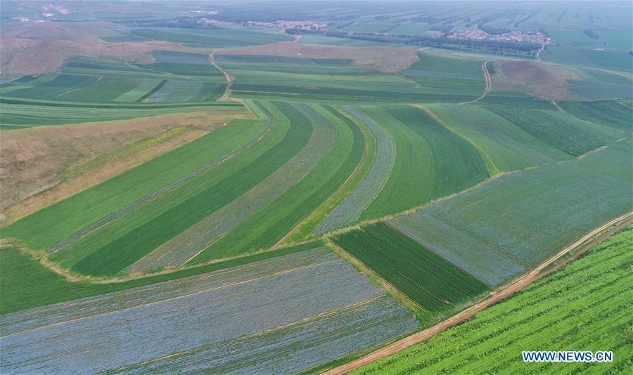 CHINA-AGRICULTURE DEVELOPMENT (CN)