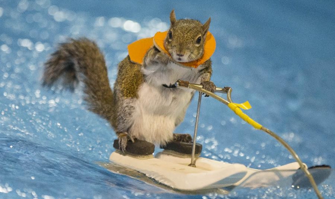 Water-Skiing Squirrel performs during 2018 Toronto Int'l Boat Show