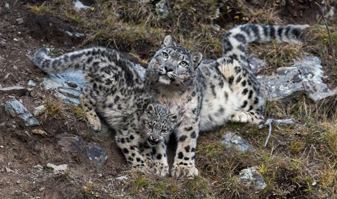 China home to snow leopards