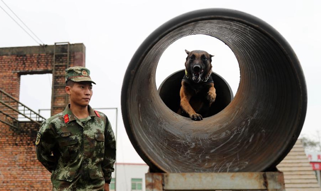 Police dog trainers and their dogs celebrate Xiaonian in S China