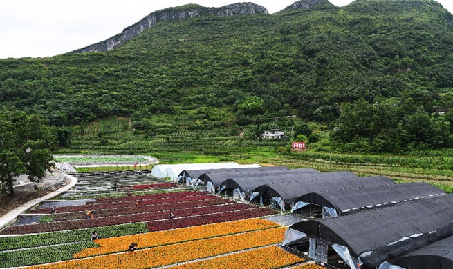 Flower planting industry helps raise villagers' income in Chongqing, SW China