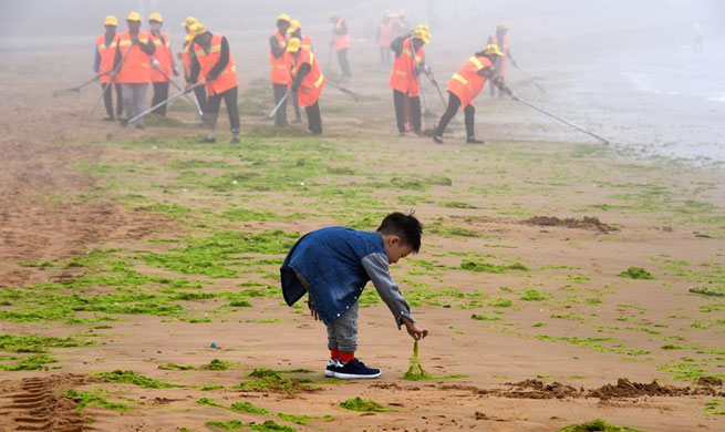 Workers clear enteromorpha along beach in China's Qingdao