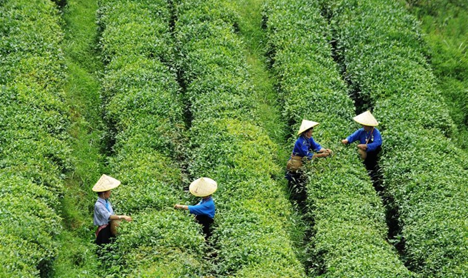 Danzhai County changes tea plantation management mode to promote poverty relief