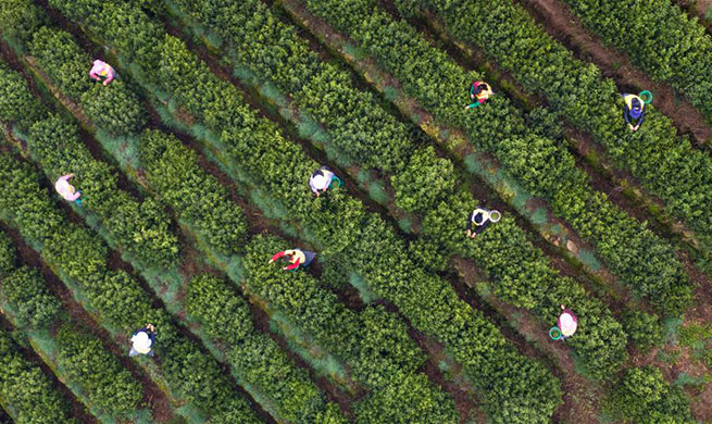 Tea leaves harvested in Suzhou, China's Jiangsu