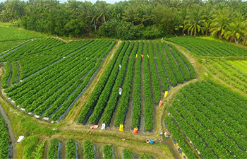 Farmers harvest peppers in south China's Hainan