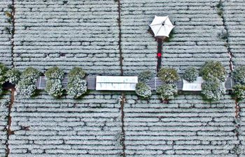 Jiangxi: Tea plantation in snow