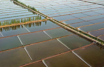 Scenery of paddy fields in China's Yinchuan