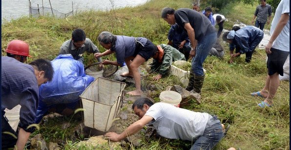 臺(tái)風(fēng)過(guò)境致浙江溫嶺魚塘漏水 上千斤對(duì)蝦遭哄搶