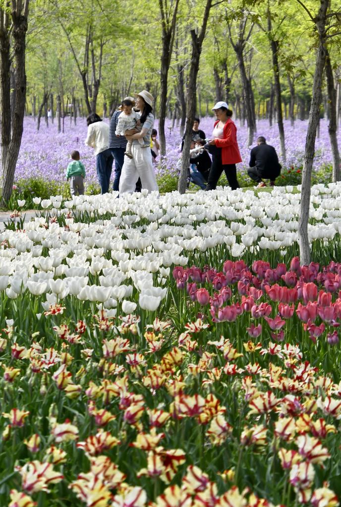 永定河畔休閑賞花