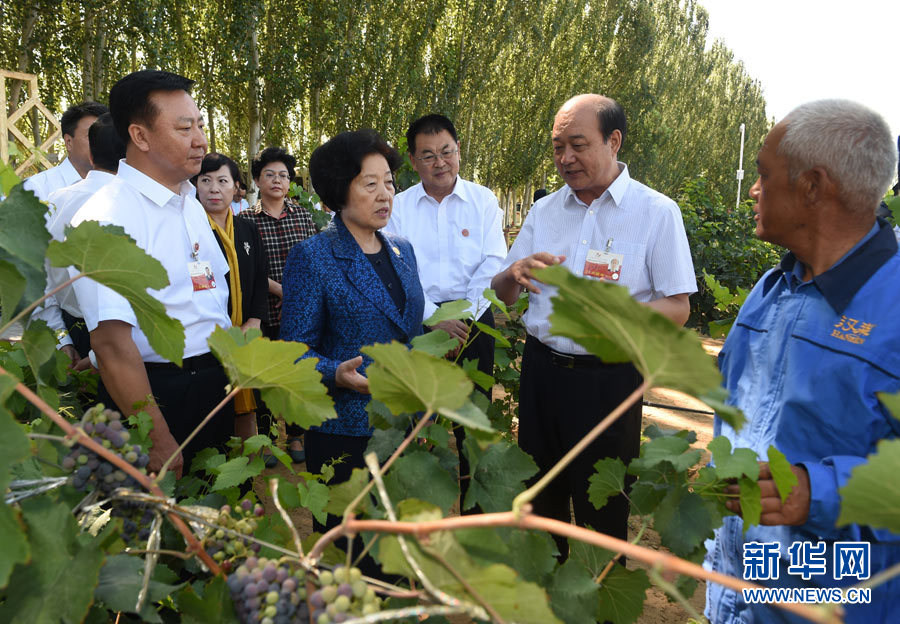 8月9日，中共中央政治局委員、中央統(tǒng)戰(zhàn)部部長、中央代表團(tuán)副團(tuán)長孫春蘭率中央代表團(tuán)三分團(tuán)，先后赴內(nèi)蒙古自治區(qū)烏海市、阿拉善盟看望各族干部群眾。這是孫春蘭在烏海市漢森酒業(yè)集團(tuán)的葡萄種植園了解葡萄種植情況。新華社記者 任軍川 攝