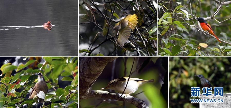 （環(huán)境）（6）熱帶雨林 百鳥家園