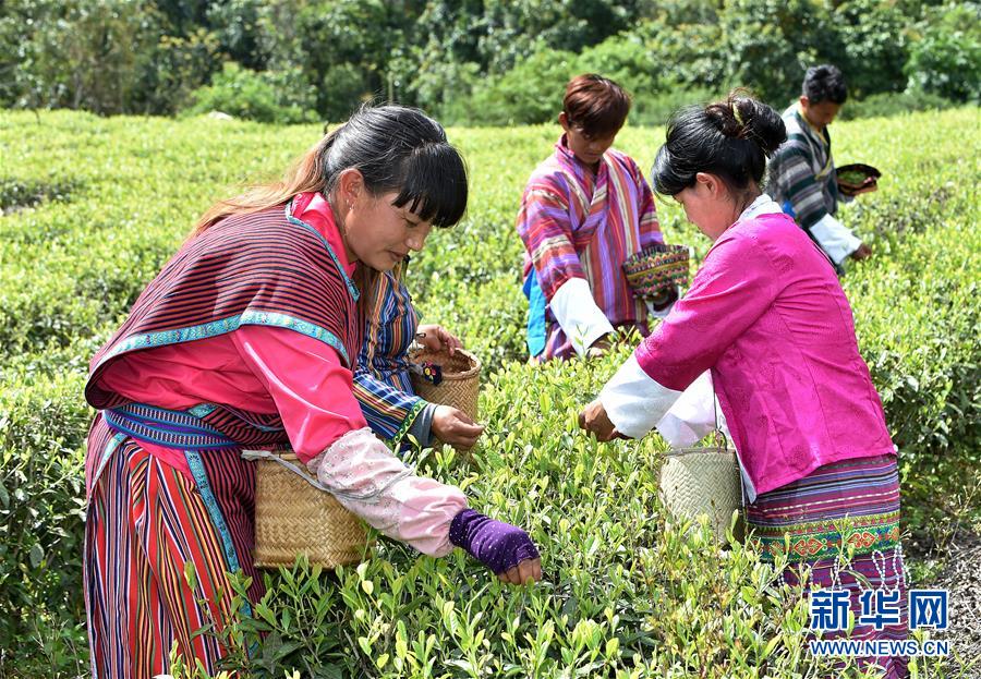 （經(jīng)濟）（3） 西藏墨脫：茶業(yè)變成致富“金葉”