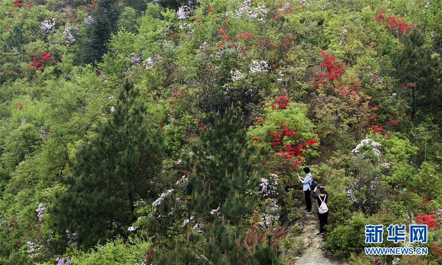 #（環(huán)境）（1）花開(kāi)在四月