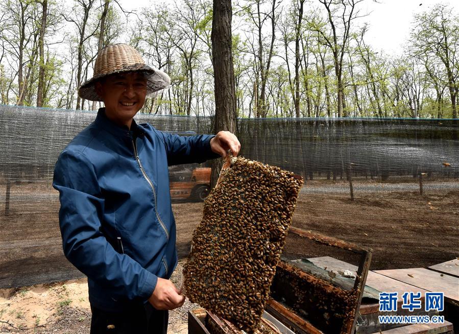 （在習(xí)近平新時(shí)代中國特色社會(huì)主義思想指引下——新時(shí)代新氣象新作為·圖文互動(dòng)）（4）河南民權(quán)：三代造林人接力68年播綠黃河故道