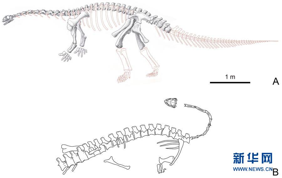 （圖文互動(dòng)）（2）云南祿豐發(fā)現(xiàn)基干蜥腳型類(lèi)恐龍新屬種“孫氏彝州龍”