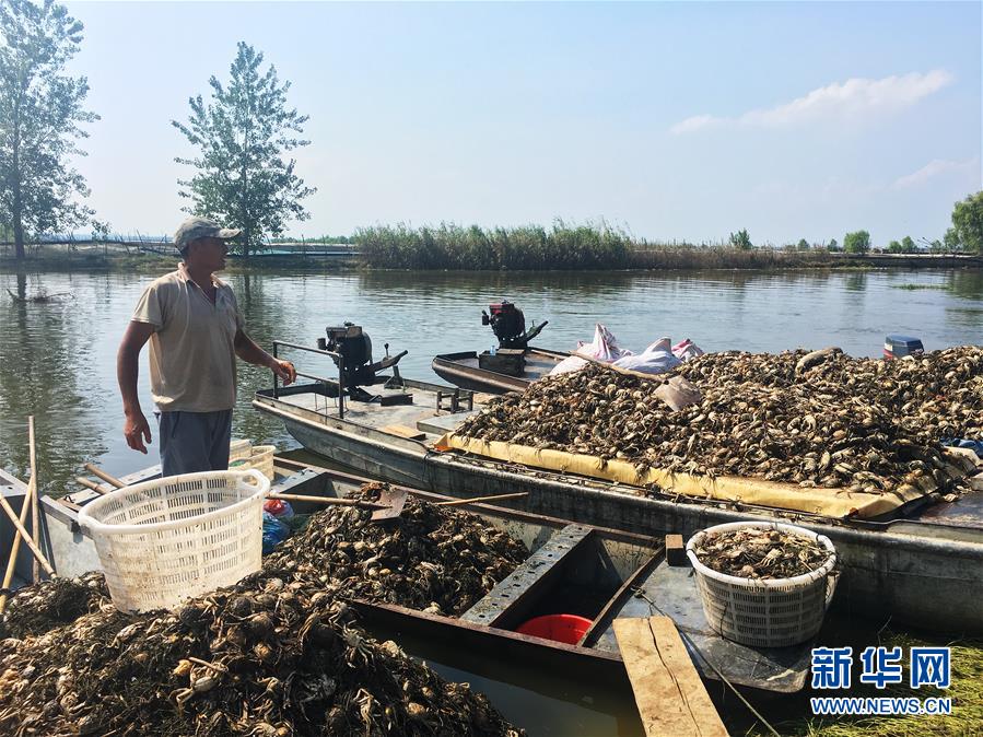 （新華視點(diǎn)·圖文互動(dòng)）（1）上游洪水來襲下游魚蟹死亡，泄洪為何變泄污？