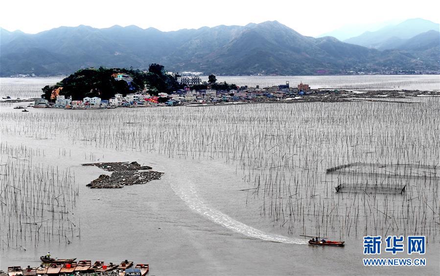 （經(jīng)濟）（5）福建霞浦：漁民海上忙冬播 