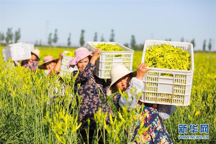 （在習(xí)近平新時(shí)代中國(guó)特色社會(huì)主義思想指引下——新時(shí)代新作為新篇章·鄉(xiāng)村振興戰(zhàn)略·圖文互動(dòng)）（1）一株忘憂(yōu)草，萬(wàn)家喜眉梢——山西省大同市云州區(qū)黃花產(chǎn)業(yè)扶貧觀察