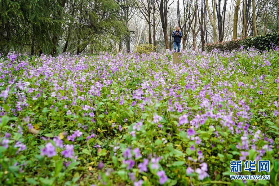 （城市綠道建設(shè)·圖文互動）（3）千里綠道：連綴“六朝古都”