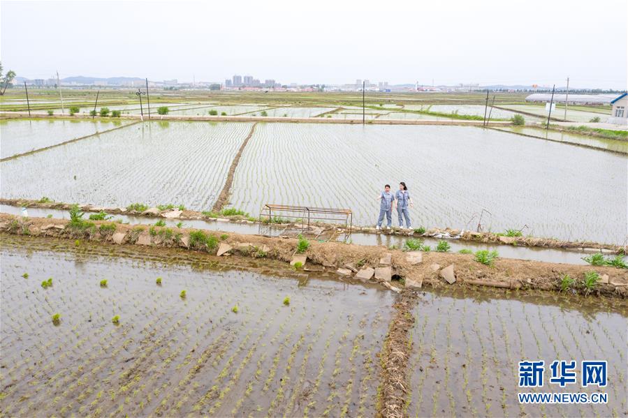 （在習(xí)近平新時(shí)代中國特色社會(huì)主義思想指引下——新時(shí)代新作為新篇章·圖文互動(dòng)）（1）大學(xué)生種田讓農(nóng)民“老把式”開了眼——吉林長白山下的稻田新事