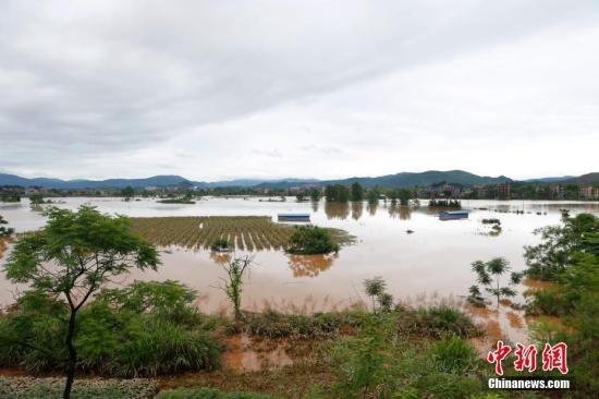 資料圖：湖南省臨武縣武水鎮(zhèn)、南強鎮(zhèn)、汾市鎮(zhèn)、水東鎮(zhèn)、金江鎮(zhèn)等鄉(xiāng)鎮(zhèn)遭遇特大暴雨襲擊，導致大量民房和農田被淹。據(jù)不完全統(tǒng)計，該縣數(shù)千戶民房被淹，數(shù)十萬畝農田、果園、煙田被淹斷收，直接經(jīng)濟損失達數(shù)千萬元。災情發(fā)生后，當?shù)卣跋嚓P部門第一時間奔赴受災鄉(xiāng)鎮(zhèn)轉移群眾，察看災情并積極組織村民排澇自救、發(fā)放救災物資、開展保險理賠等工作。目前救災工作正在有序進行，無人員傷亡。唐盛歡 攝