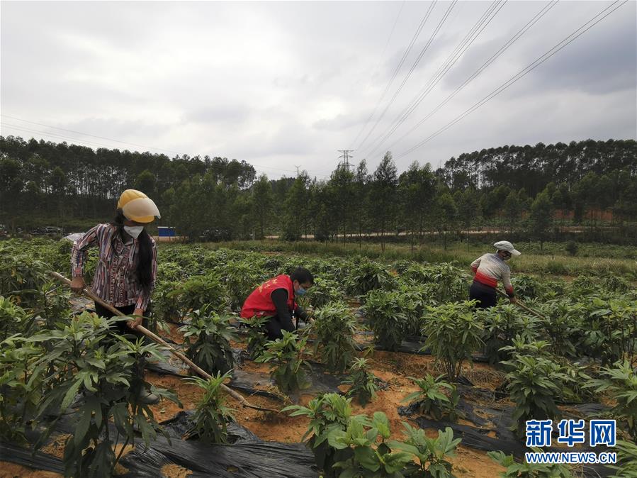 （圖文互動）（6）與疫情抗?fàn)?與春光同行——廣西農(nóng)村春耕備耕一線觀察