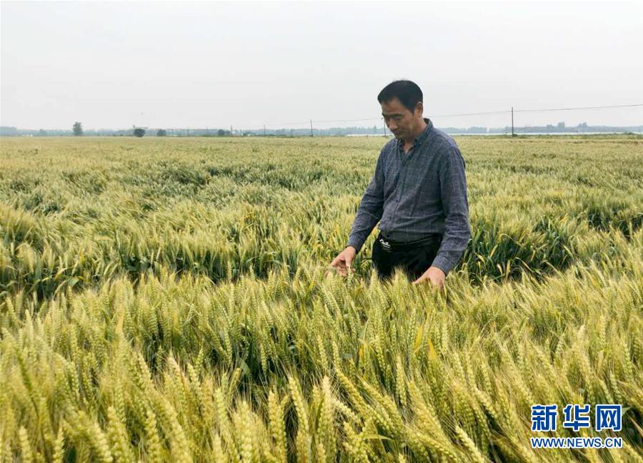 （在習(xí)近平新時代中國特色社會主義思想指引下——新時代新作為新篇章·習(xí)近平總書記關(guān)切事·圖文互動）（1）新農(nóng)事、新希望——夏收前田間新動態(tài)掃描