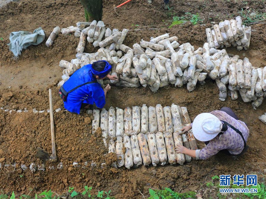 （決戰(zhàn)決勝脫貧攻堅·圖文互動）（1）問林下要地 助“新市民”就業(yè)增收