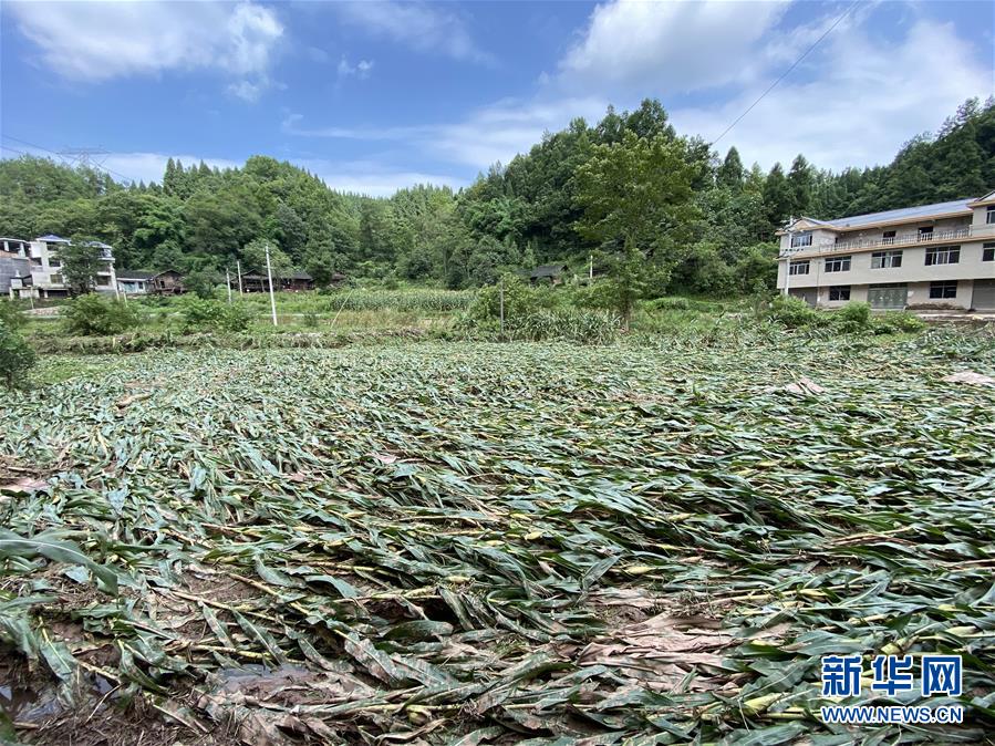 （防汛抗洪·圖文互動）（4）山洪襲來前，澧水河畔大轉(zhuǎn)移