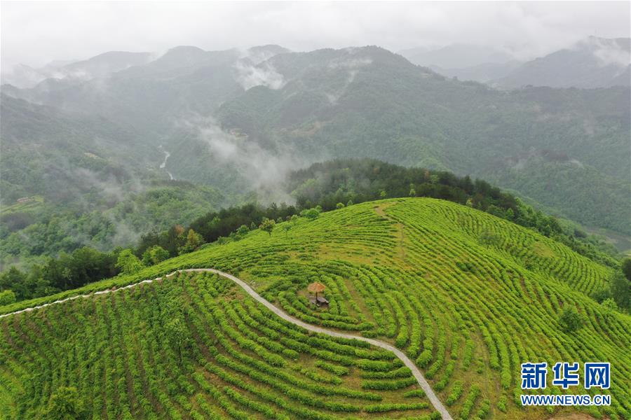 （走向我們的小康生活·圖文互動）（8）綠了青山，紅了日子——秦巴山區(qū)群眾繪出小康“調(diào)色板”