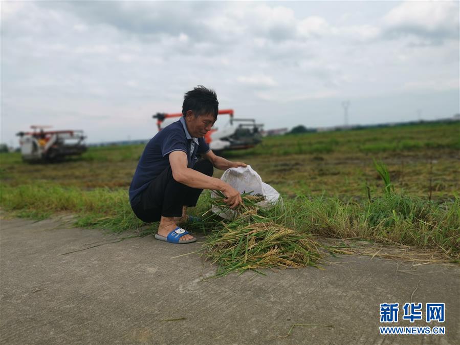 （新華視點·聚焦餐桌外的浪費·圖文互動）（1）顆粒歸倉為何難實現(xiàn)？我國糧食收割環(huán)節(jié)損失驚人