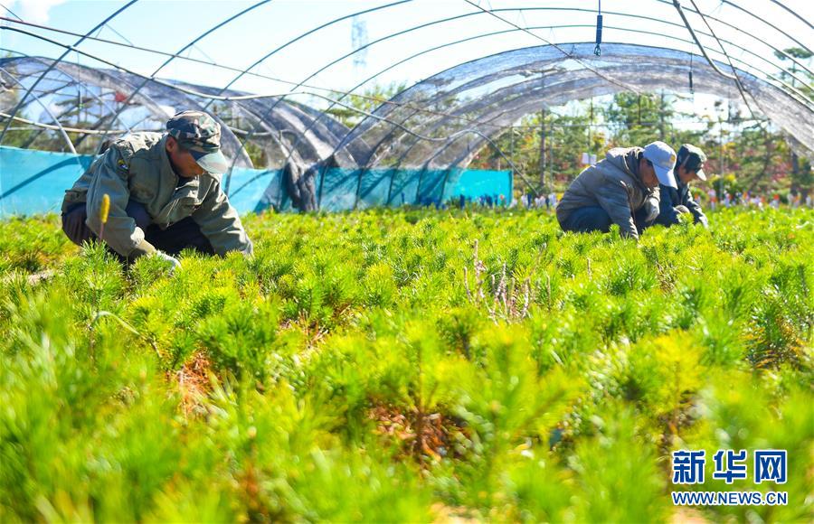 （在習近平新時代中國特色社會主義思想指引下——新時代新作為新篇章·習近平總書記關切事·圖文互動）（8）綠意，在黃沙中鋪展——我國防沙治沙紀實