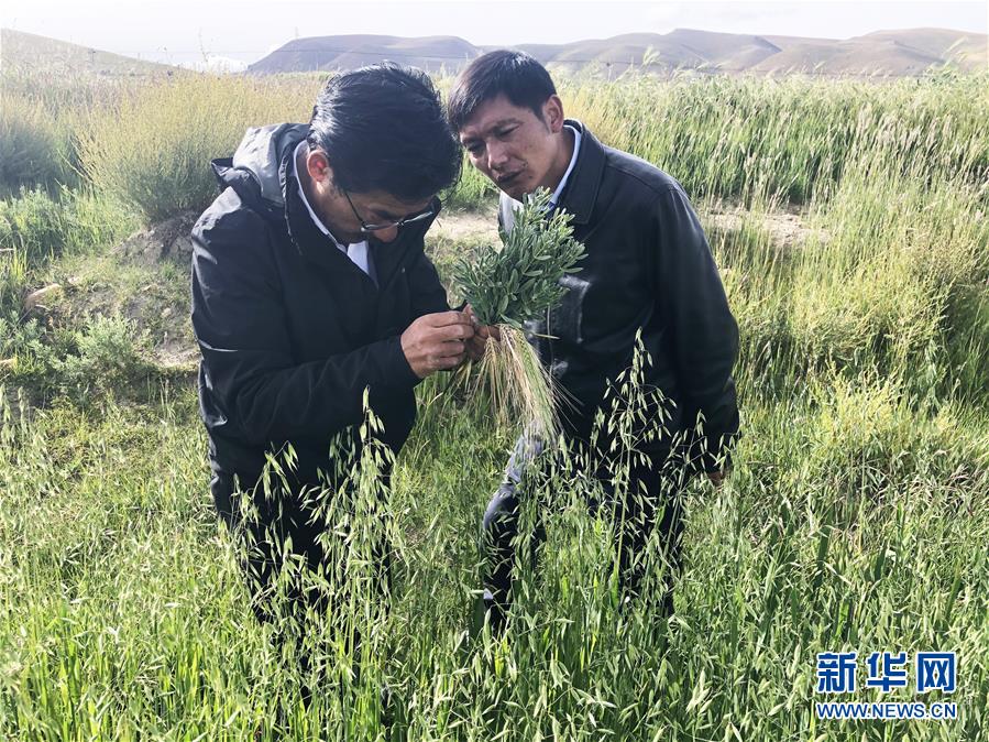 （新華全媒頭條·圖文互動）（4）愿做高原一粒種 化作金穗撒人間——追記我國青稞研究專家尼瑪扎西