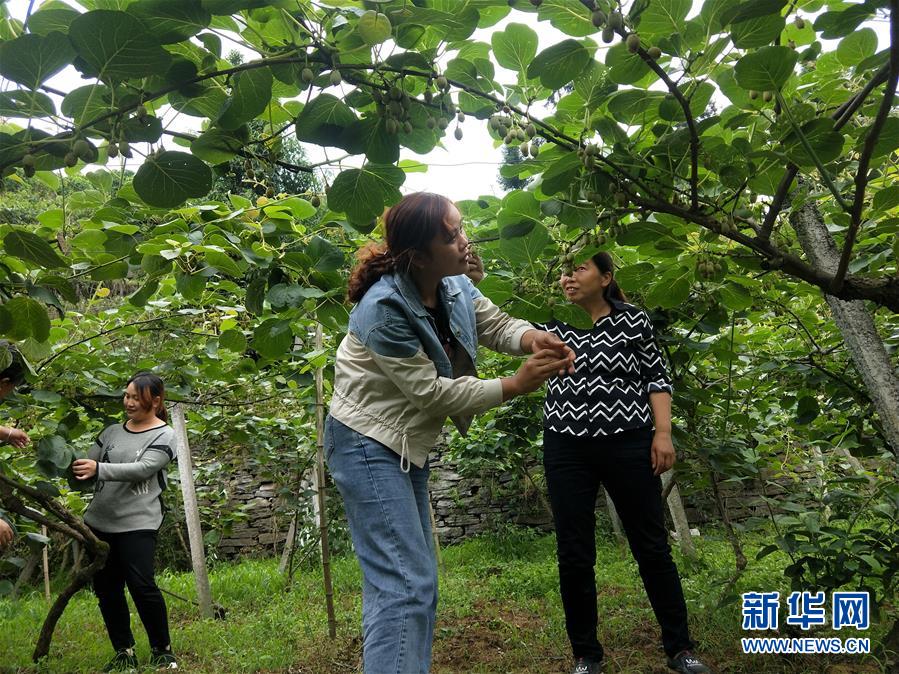 （新華全媒頭條·圖文互動）（10）初夏，循著總書記的腳步探訪產(chǎn)業(yè)扶貧新事