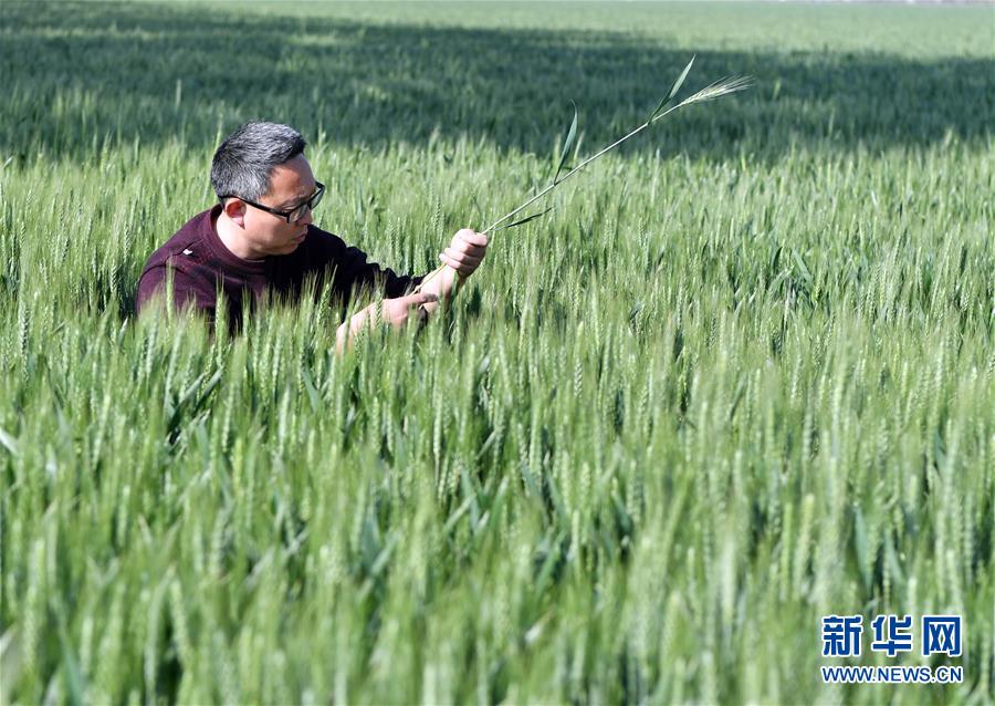 （在習近平新時代中國特色社會主義思想指引下——新時代新作為新篇章·習近平總書記關切事·圖文互動）（5）新農事、新希望——夏收前田間新動態(tài)掃描