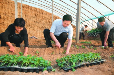 安徽書(shū)記張寶順下鄉(xiāng)蹲點(diǎn) 與農(nóng)民同插黃瓜秧