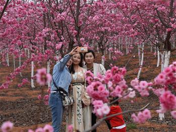 櫻花漫山，一份14年的等待