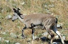 野生動物是否該一"護"到底