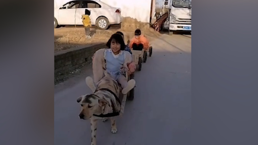 男子給孩子做縮小版小火車(chē)，家里的狗狗做動(dòng)力拉著孩子上學(xué)